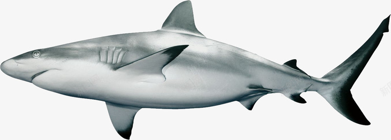 白色鲨鱼侧面png免抠素材_新图网 https://ixintu.com 侧面素材 海洋猛兽素材 白色 鲨鱼素材