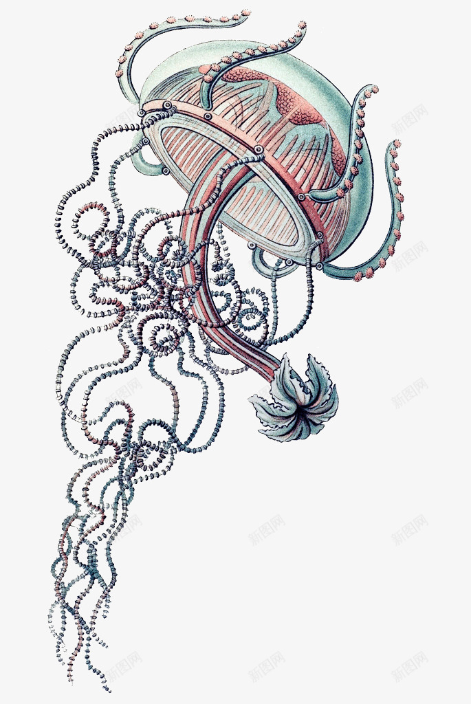 创意海洋水母png免抠素材_新图网 https://ixintu.com 彩色水母 海底动物 海洋 花纹水母