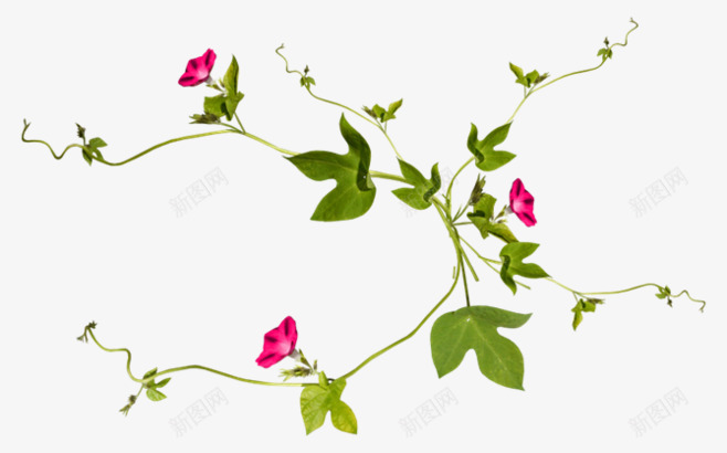 植物自然花草藤蔓装饰png免抠素材_新图网 https://ixintu.com 植物自然花草藤蔓装饰