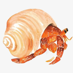 贝壳类生物寄居蟹水彩画片高清图片