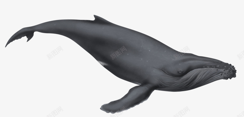 灰色鲸鱼png免抠素材_新图网 https://ixintu.com 海洋生物 鱼 鲸鱼