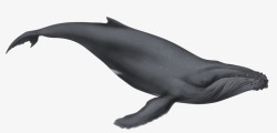灰色鲸鱼素材