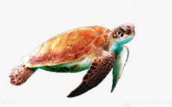 黄色海龟乌龟高清图片