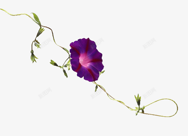 紫色喇叭花png免抠素材_新图网 https://ixintu.com 喇叭花 花儿 花朵 藤 装饰图案