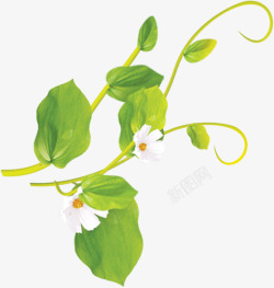 绿色白花藤蔓素材