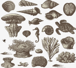贝壳类生物手绘贝壳类生物高清图片