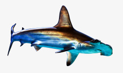 海洋扁鲨shark素材