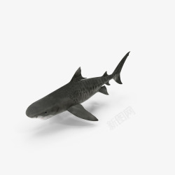 鱼的掠食者海底生物鲨鱼高清图片