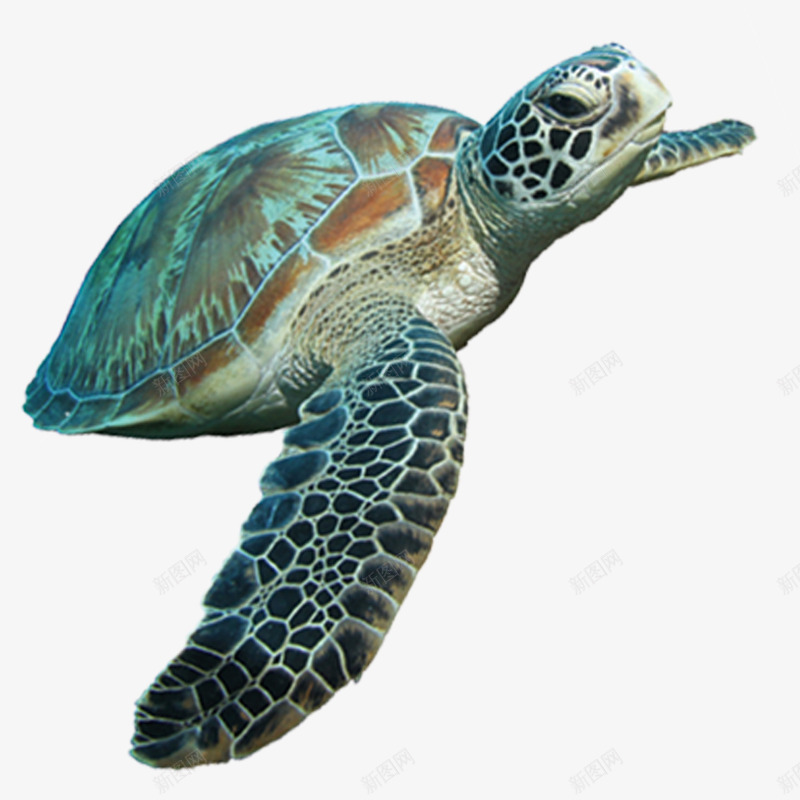 海洋乌龟png免抠素材_新图网 https://ixintu.com 乌龟 动物 图案 小清新 彩色 时尚 海龟 简约 花纹 装饰 龟
