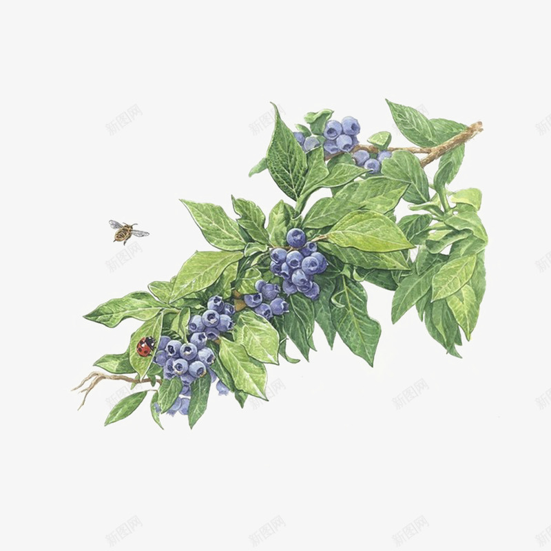 彩铅绘蓝莓png免抠素材_新图网 https://ixintu.com 彩铅 水果 绘画 蓝莓