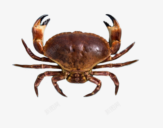 螃蟹png免抠素材_新图网 https://ixintu.com 海洋生物 海鲜图片 生鲜类 螃蟹钳子图片