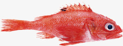 鱼缸中的红鱼海洋中的红鱼高清图片