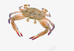 硬壳类螃蟹高清图片