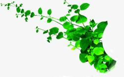 绿色树叶藤蔓装饰素材