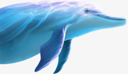 游动蓝色海豚素材