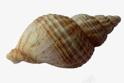 条纹海螺条纹海螺壳高清图片