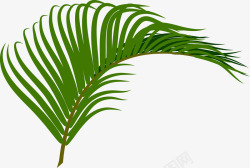棕榈叶海报绿色棕榈叶高清图片