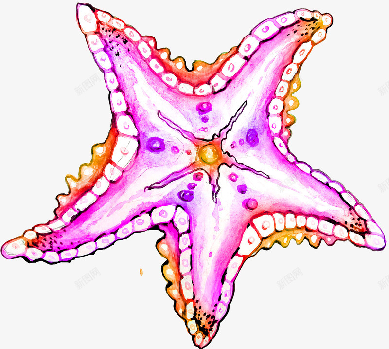 粉色海洋生物png免抠素材_新图网 https://ixintu.com 唯美 手绘 水墨画 水彩画 海星 海洋生物 粉色 艺术 装饰图案