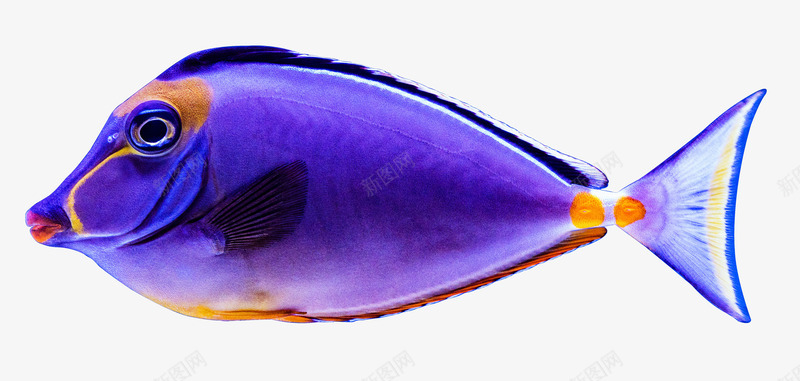 orangeandbluefishpng免抠素材_新图网 https://ixintu.com fish ocean 海洋 海鲜 鱼