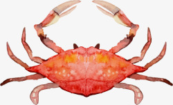 手绘海洋生物螃蟹素材