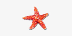 棘皮动物海星高清图片
