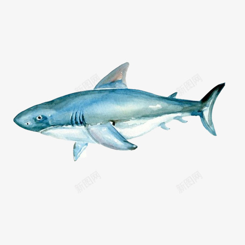 鲨鱼彩绘png免抠素材_新图网 https://ixintu.com 彩绘画 海洋生物 猛兽 鲨鱼