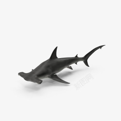 锤头鲨海洋生物之鲨鱼高清图片