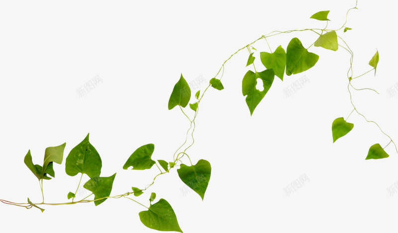 藤蔓类植物png免抠素材_新图网 https://ixintu.com 叶子 心形 植物 绿色 藤蔓