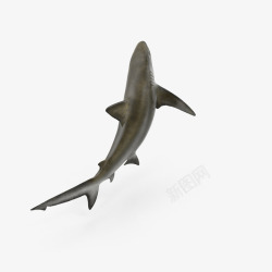 游动的鲨鱼鲨鱼的肚子高清图片