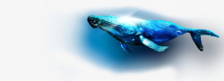 精美扣图海洋生物鲸素材