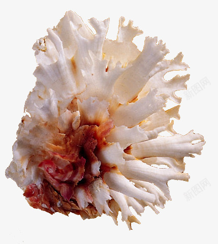 珊瑚海螺png免抠素材_新图网 https://ixintu.com 海洋生物 海螺 珊瑚型 贝壳