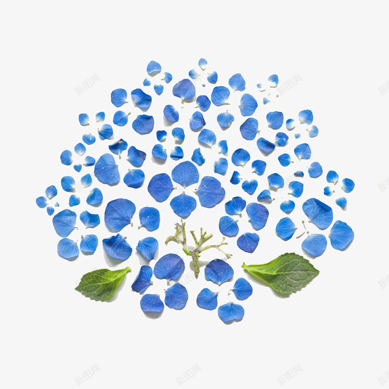 色彩缤纷花朵的绽放png免抠素材_新图网 https://ixintu.com 创意 创新 缤纷 色彩 花朵 蓝色