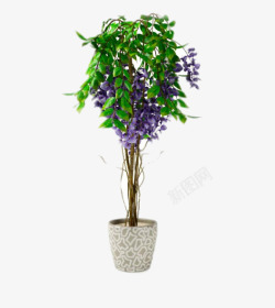 紫藤花花盆素材
