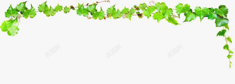 合成效果绿色的藤蔓植物png免抠素材_新图网 https://ixintu.com 合成 效果 植物 绿色 藤蔓
