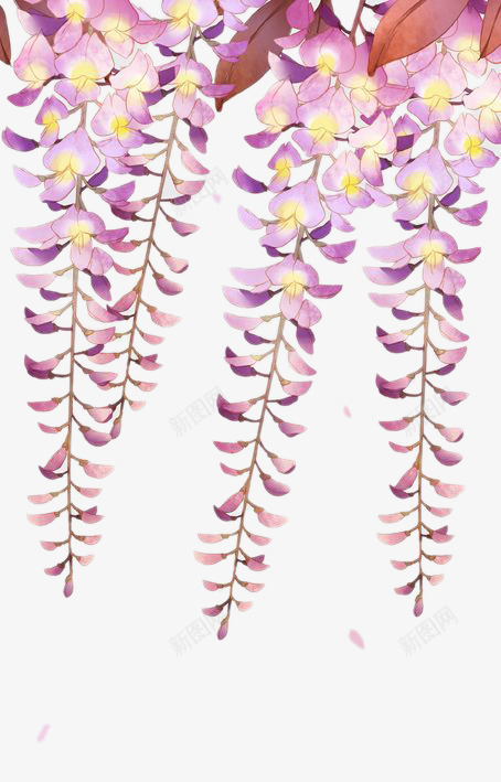 灿烂的紫藤花png免抠素材_新图网 https://ixintu.com 植物 灿烂 盛开的花 紫藤花 花卉 花朵 花藤