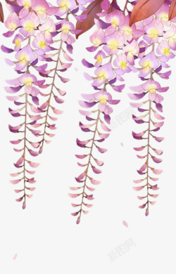 灿烂的花朵灿烂的紫藤花高清图片