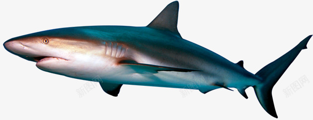 鲨鱼png免抠素材_新图网 https://ixintu.com 沙鱼 海洋生物 鲛 鲛鲨