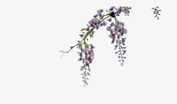 紫藤花香紫藤花的花香高清图片
