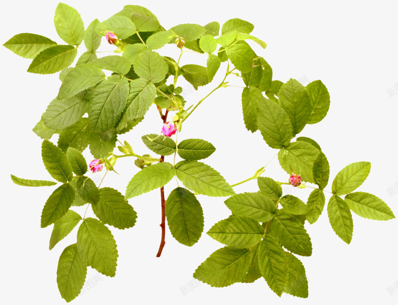 藤草png免抠素材_新图网 https://ixintu.com 清新 花藤 藤条 藤草 藤蔓