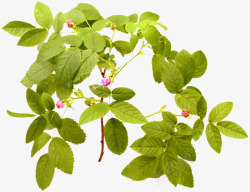 藤草素材