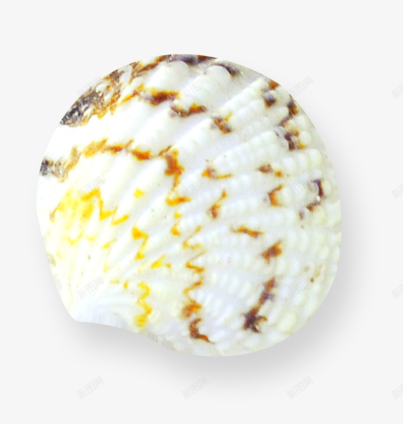清新小贝壳png免抠素材_新图网 https://ixintu.com 海洋 白色 装饰 贝壳