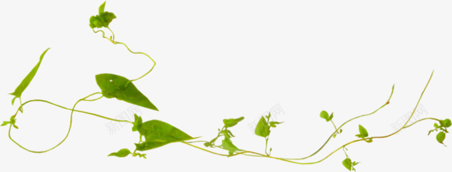 摄影绿色的藤蔓造型png免抠素材_新图网 https://ixintu.com 摄影 绿色 藤蔓 造型