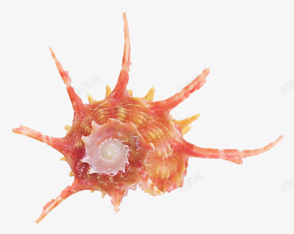 沙滩海螺png免抠素材_新图网 https://ixintu.com 海洋生物 海螺 甲壳 贝壳 软体动物