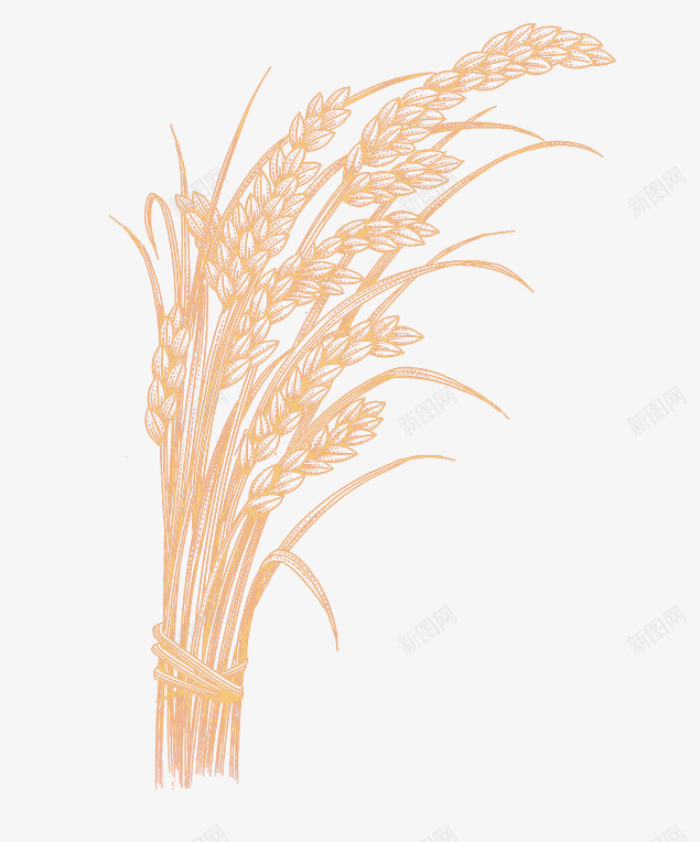 水稻单色绘画装饰png免抠素材_新图网 https://ixintu.com 单色 水稻 素材 绘画 装饰