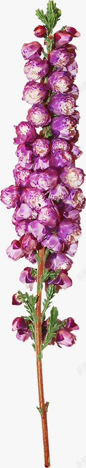 紫花花藤花枝片高清图片