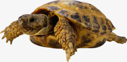 黄褐色海龟素材