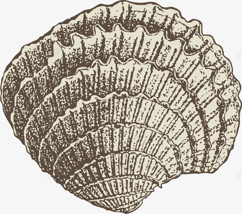 贝壳手绘素描png免抠素材_新图网 https://ixintu.com 平面设计 手绘 插画 海洋动物 素描 贝壳