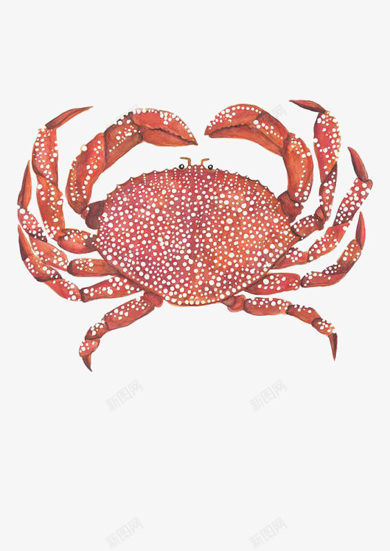 卡通螃蟹png免抠素材_新图网 https://ixintu.com 大螃蟹 手绘螃蟹 海洋 海鲜 红螃蟹 螃蟹插画