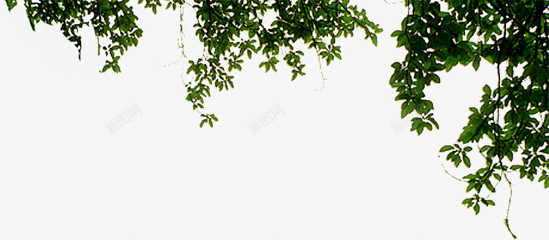 绿色藤蔓景观装饰png免抠素材_新图网 https://ixintu.com 景观 绿色 藤蔓 装饰