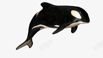 一只鲸鱼png免抠素材_新图网 https://ixintu.com 大海 海洋 生物
